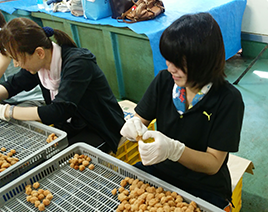 農村応援ボランティア活動梅のヘタ取り