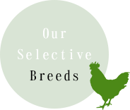 Our Selective Breeds