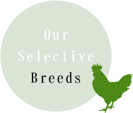 Our Selective Breeds